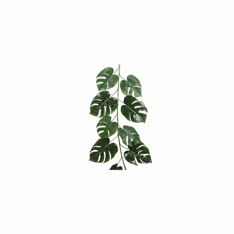 Monstera ranke - 100 cm
