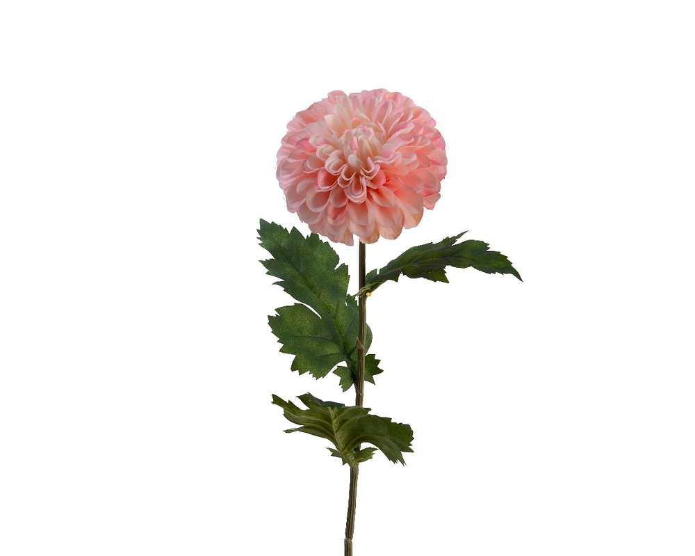 dahlia på stilk