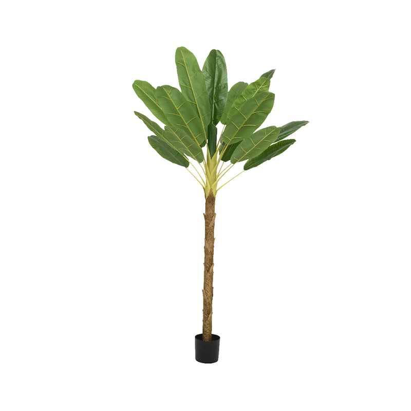 Bananplante