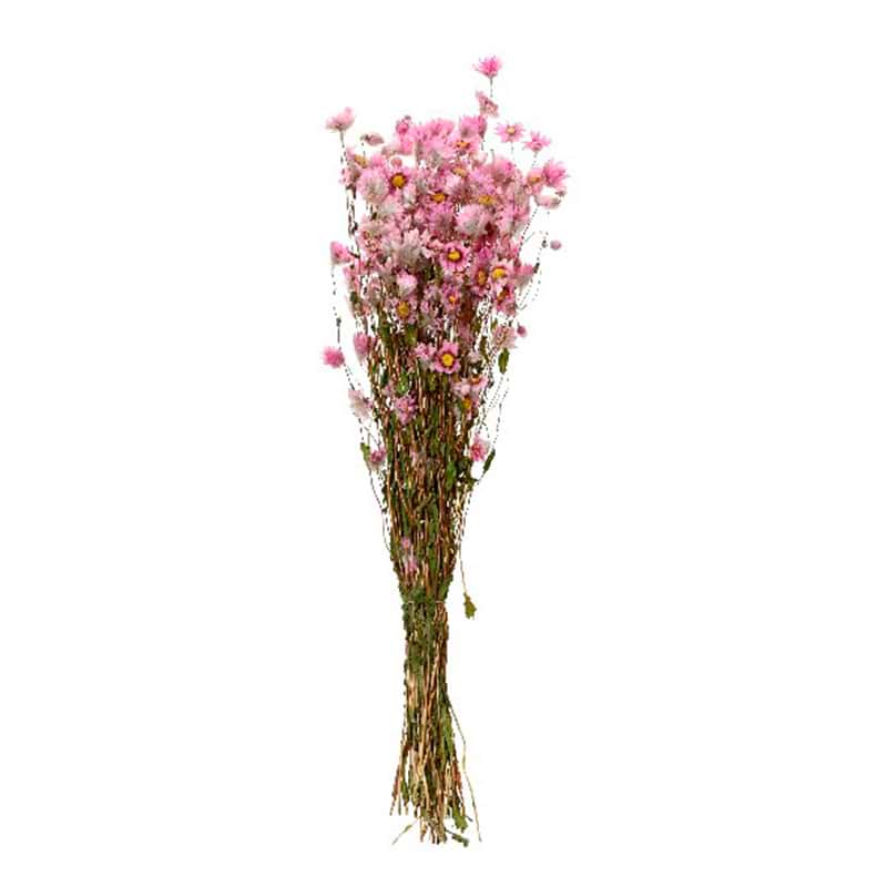 Tørret evighedsblomst