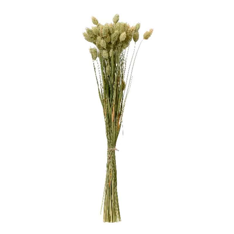 Blomster tørret - Pampas - H55 cm