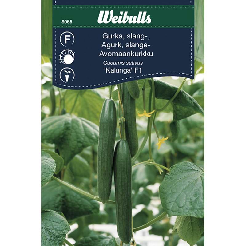 Agurk frø (Cucumis sativus 'Kalunga' F1)