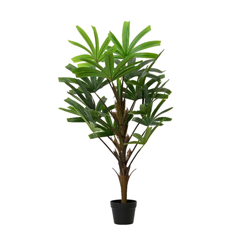Rhapis gracilis