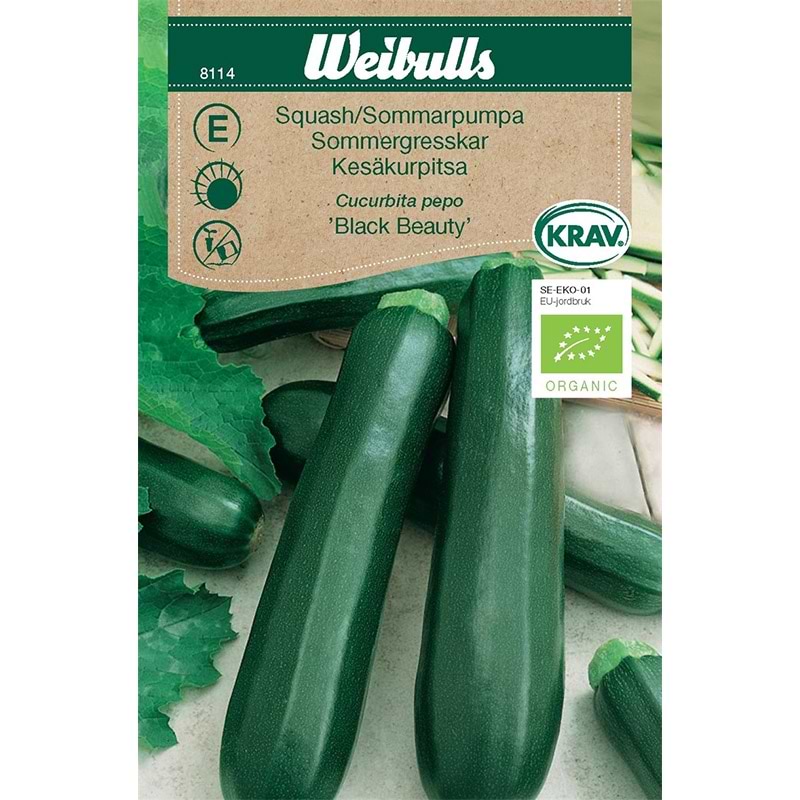 Squashfrø