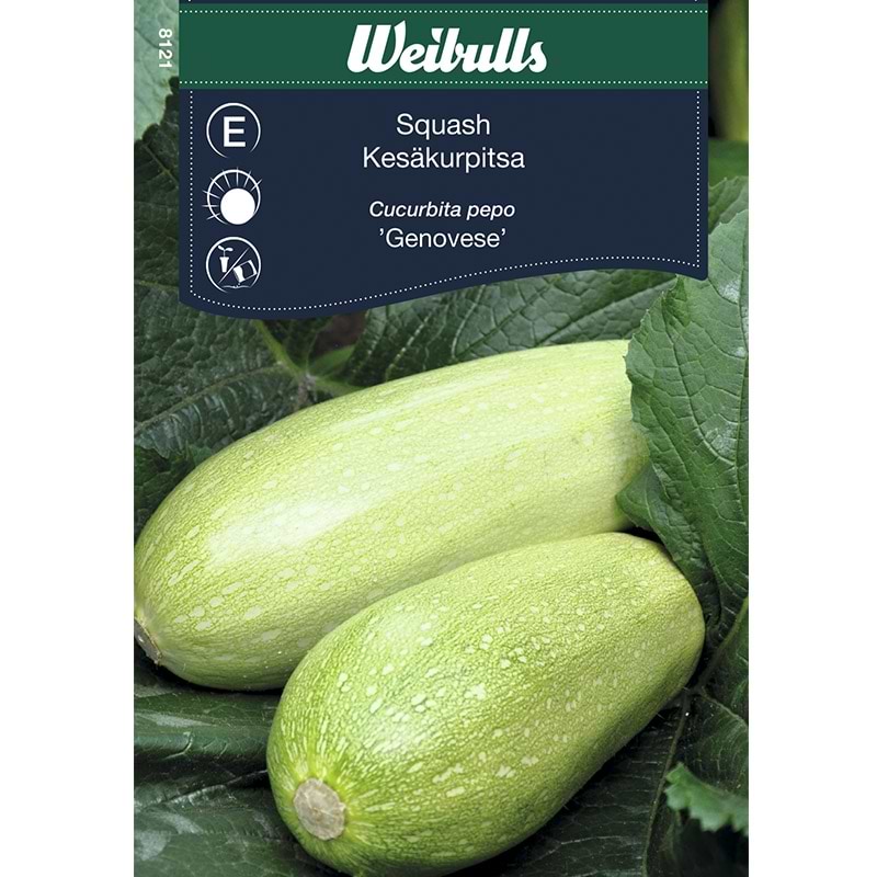Squash frø