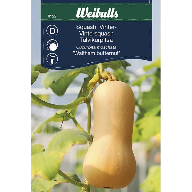 Squash vinter frø