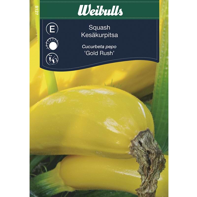 gule squah frø til plantning