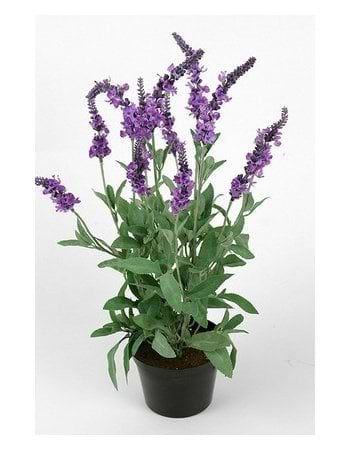 kunstig lilla blomst