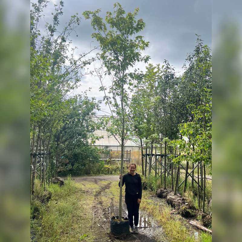 Bredbladet røn (Sorbus latifolia) Stammeomkreds 12-14 cm