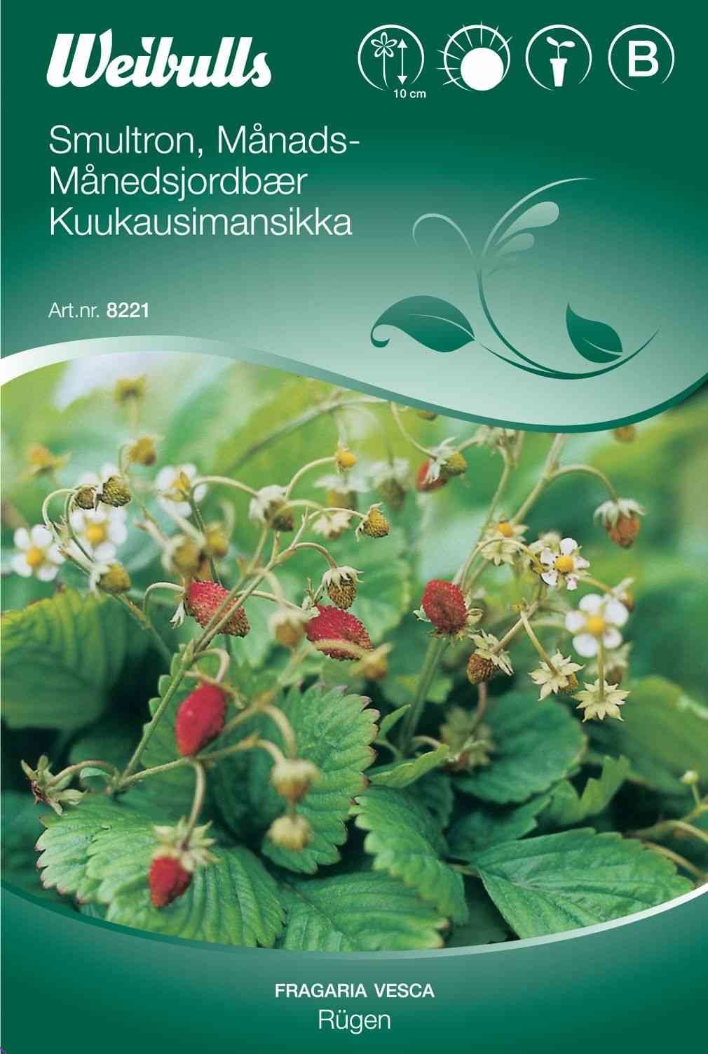 Bærfrø (Jordbær Månedsjordbær 'Rugen')