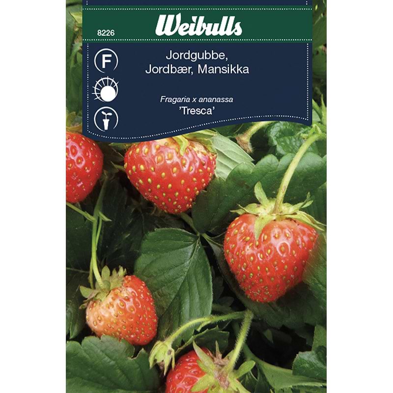 Jordbær frø (Fragaria x ananassa 'Tresca')