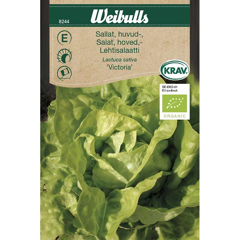 Økologisk hovedsalat frø (Lactuca sativa 'Victoria')