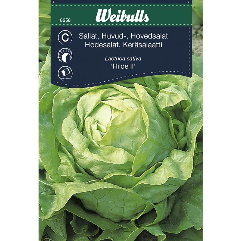 Salatfrø
