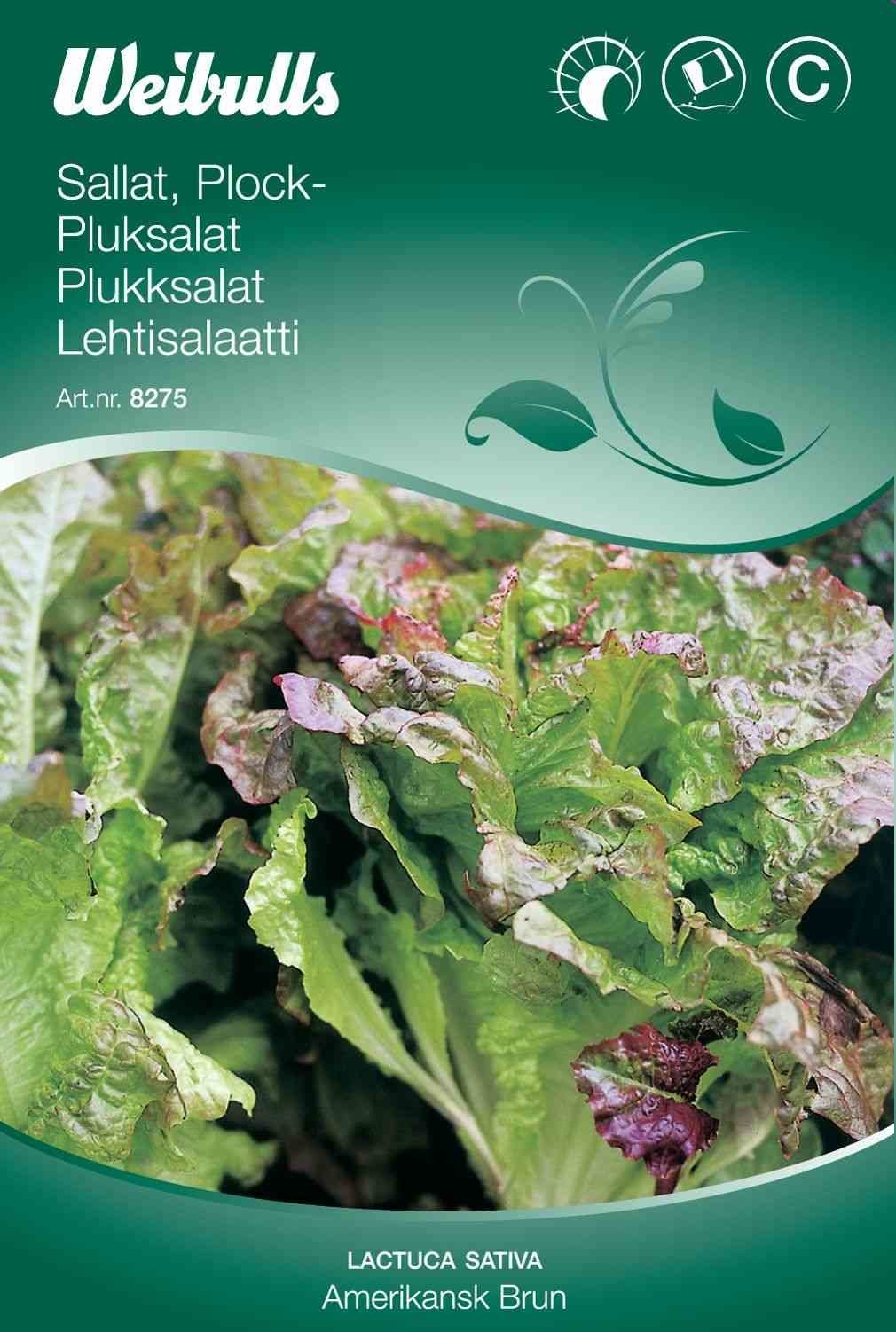 Salatfrø (Pluksalat 'Amerikansk Brun')