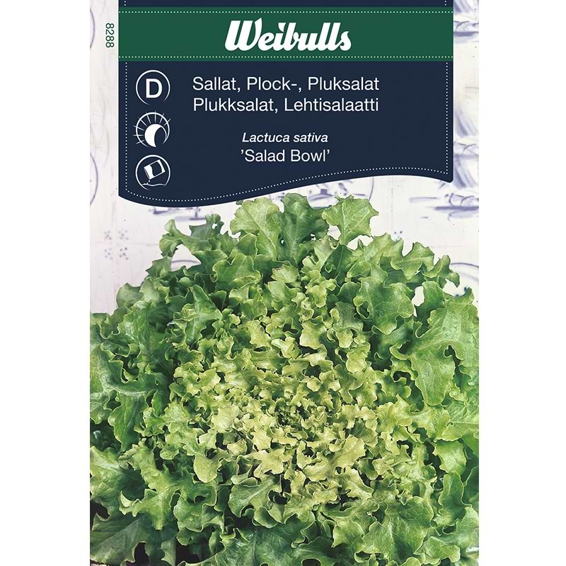 Salatfrø