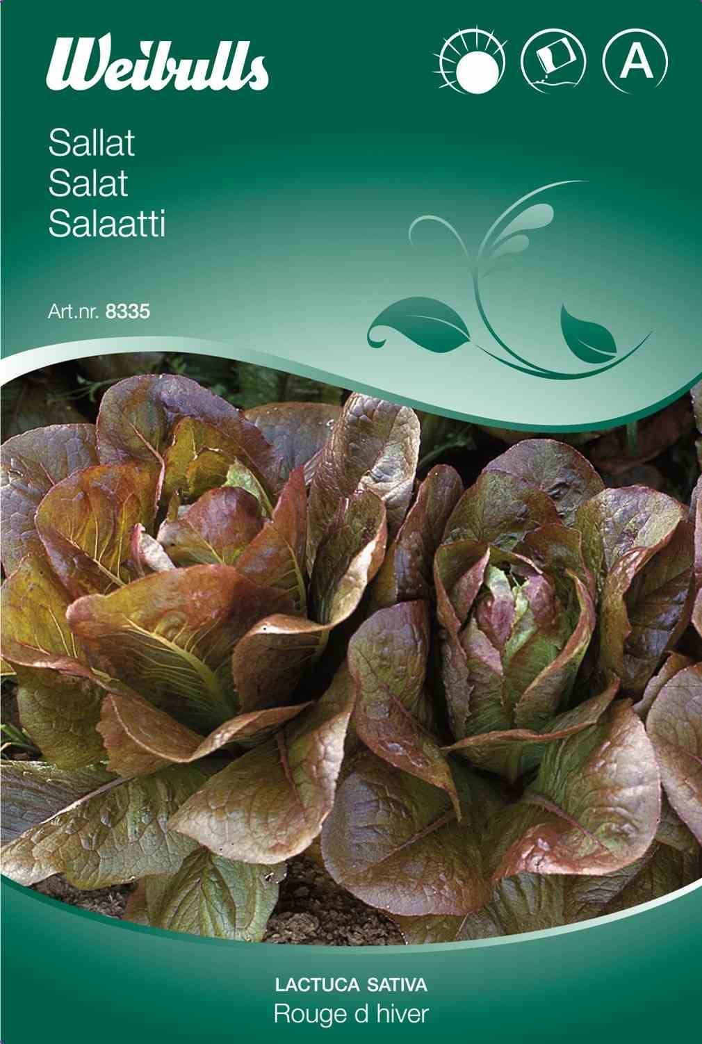 Salatfrø ('Rouge d Hiver')