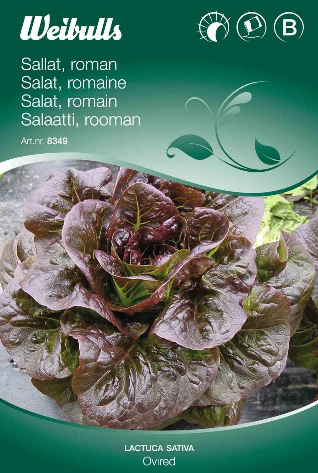 Salatfrø (Romaine 'Ovired')