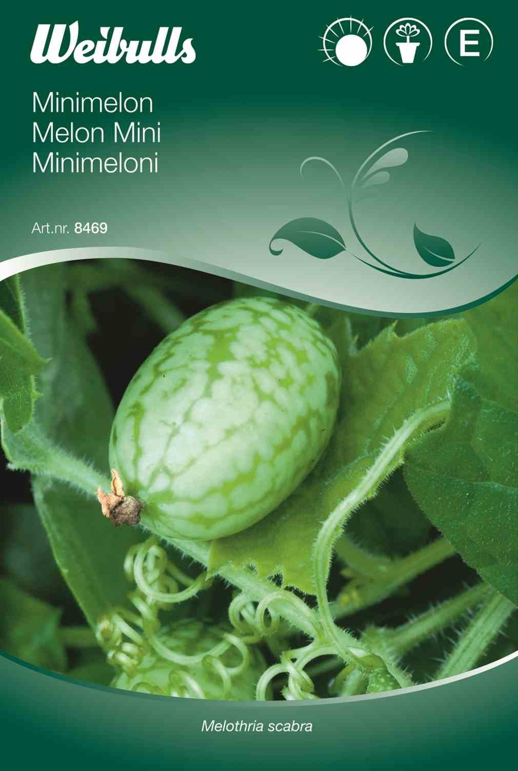 Melonfrø (Minimelon melothria scabra)