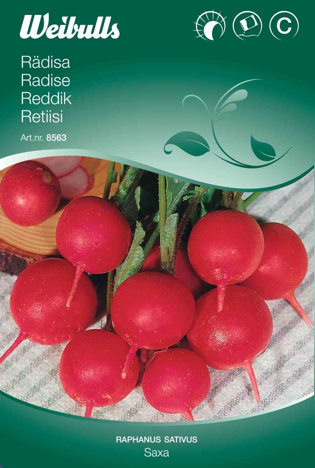Radisefrø (Radise Rød 'Saxa')