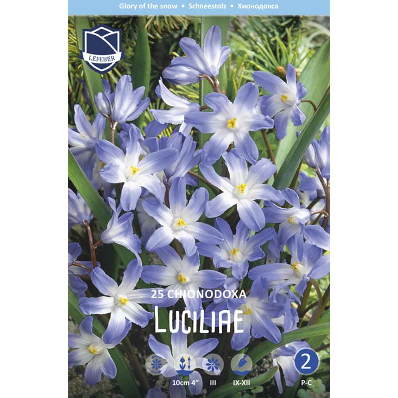 Chionodoxa Luciliae