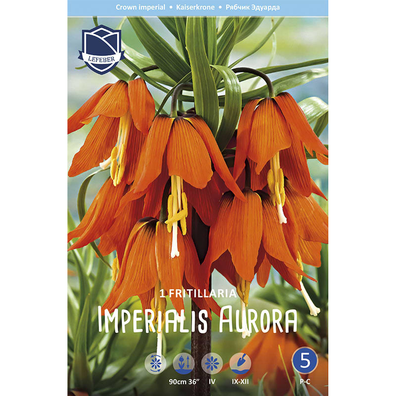 Fritillaria Aurora