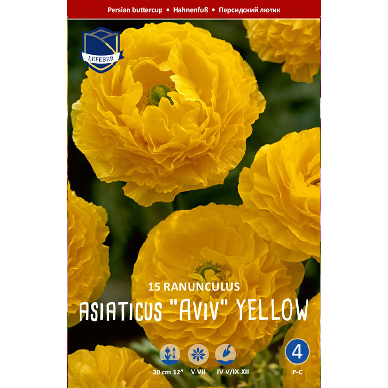Haveranunkel Løg 'Aviv Jaune/Yellow'