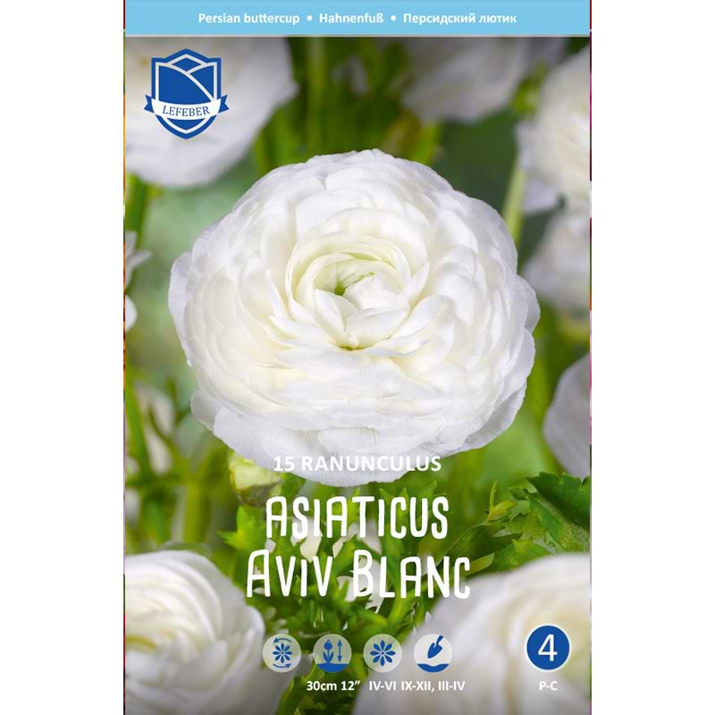 Haveranunkel Løg 'Aviv Blanc'