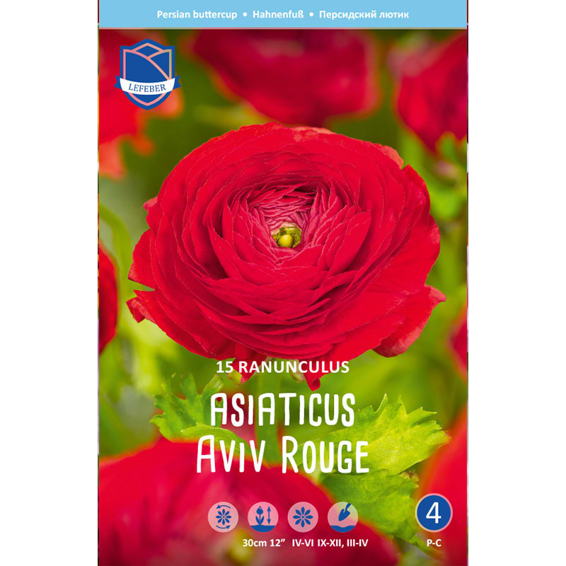 Haveranunkel Løg 'Aviv Rouge'