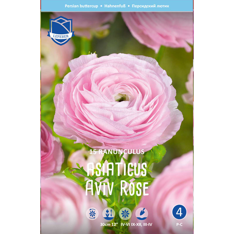 Haveranunkel Løg 'Aviv Rose'