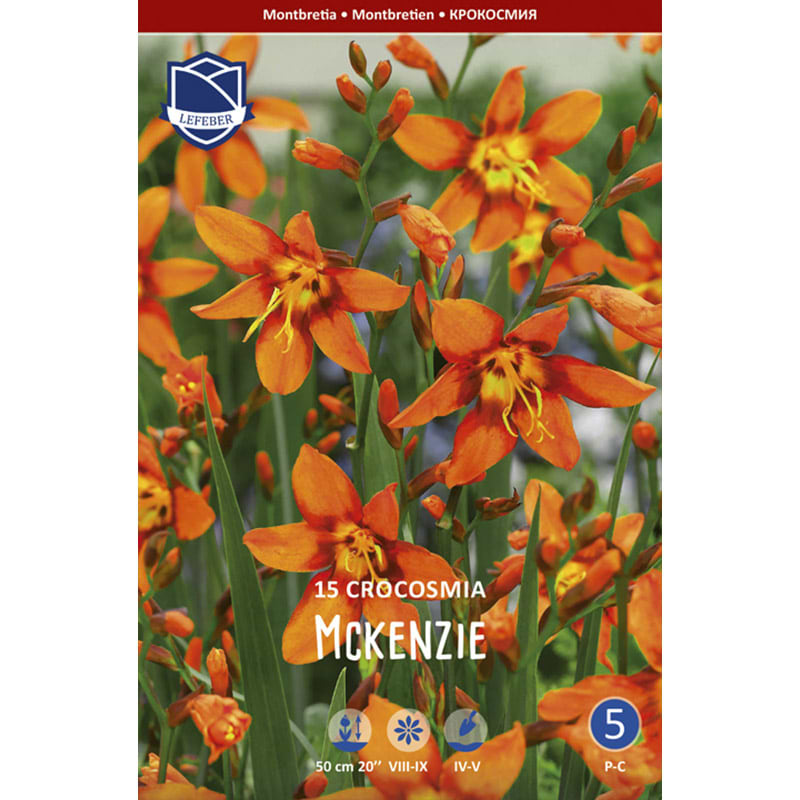 Montbretialøg 'McKenzie'