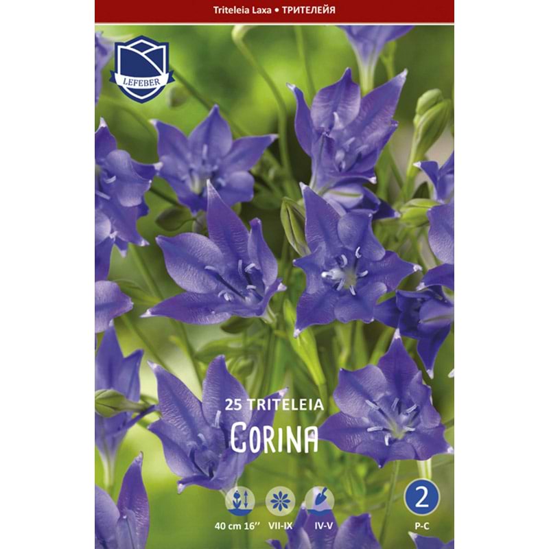 Trillingelilje Løg 'Corina'