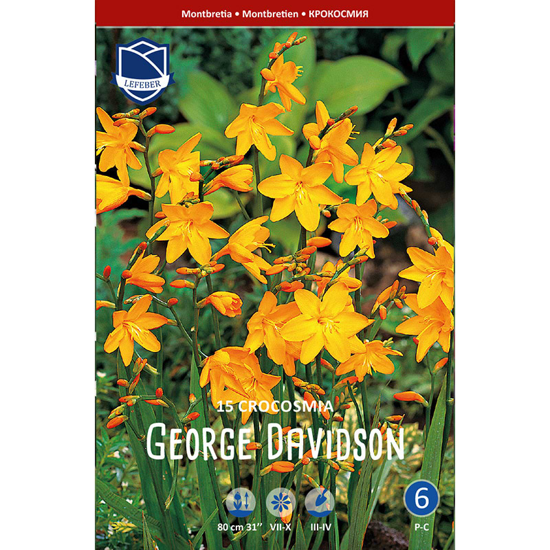 Montbretialøg 'George Davidson'