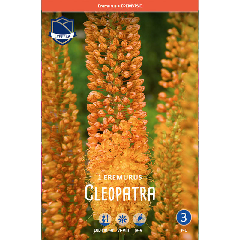 Kleopatras Nål Løg 'Cleopatra'