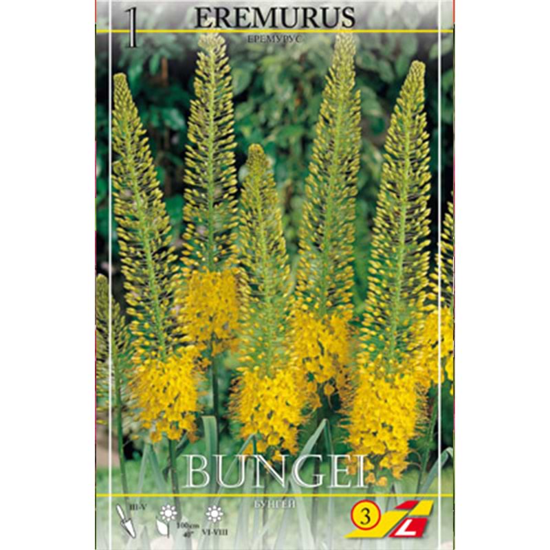 Kleopatras Nål Løg Eremurus bungei