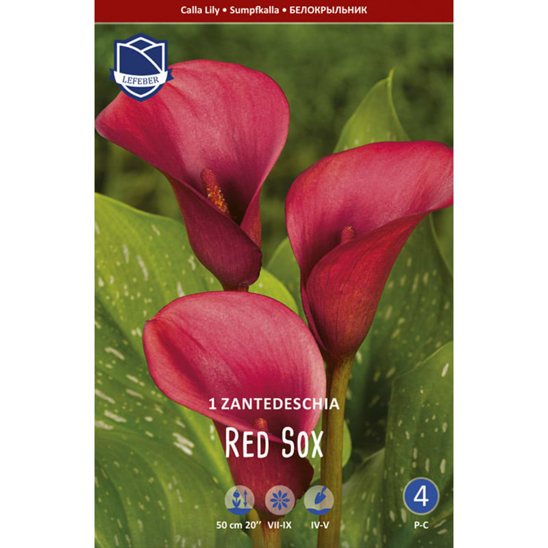 Kallaløg 'Red Sox'