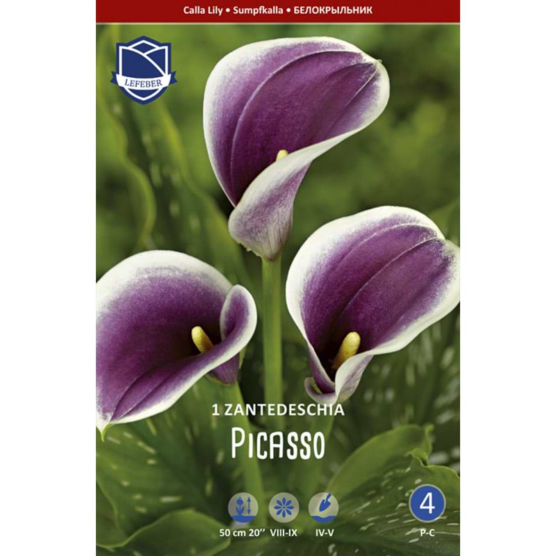 Kallaløg 'Picasso'