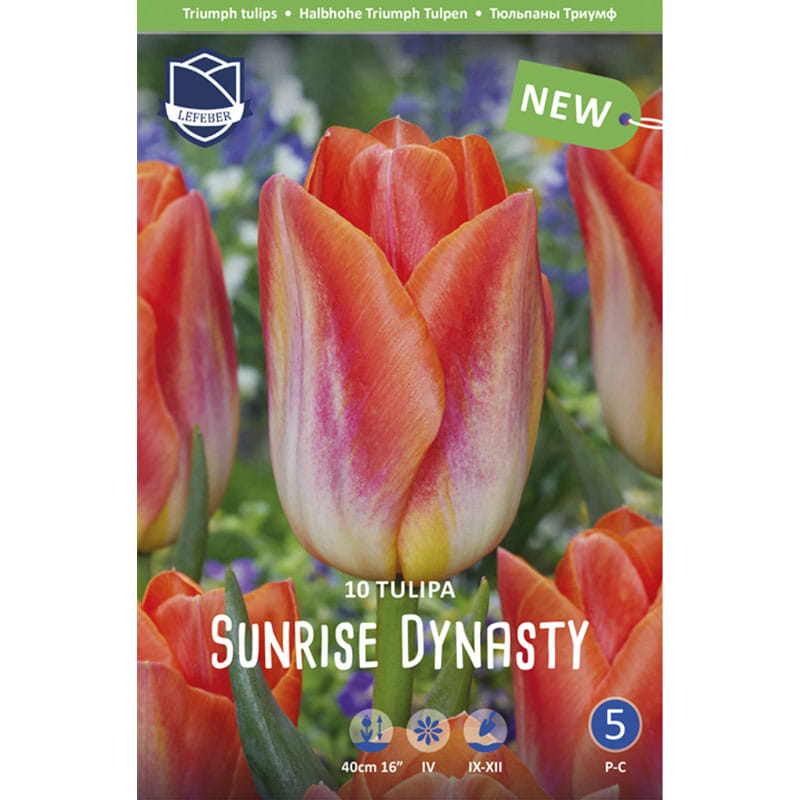 Tulipan Sunrise Dynasty