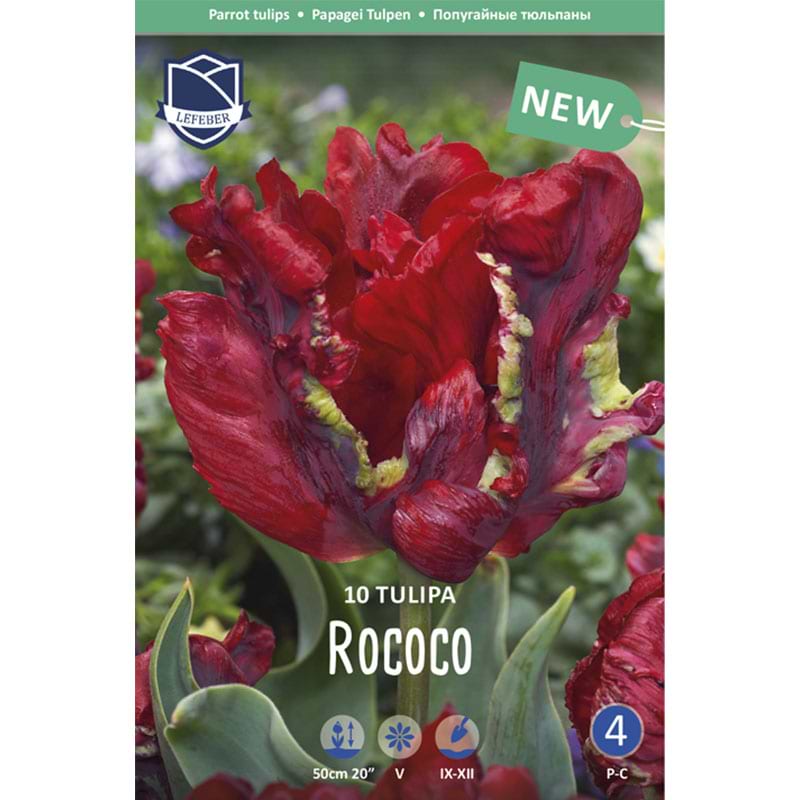 tulipan rococo