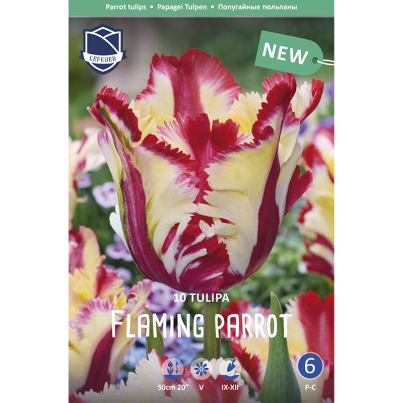 tulipan flaming parrot