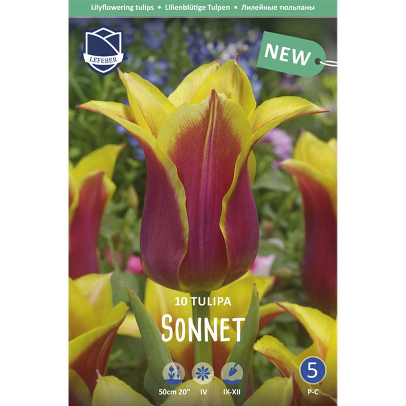 tulipan sonnet
