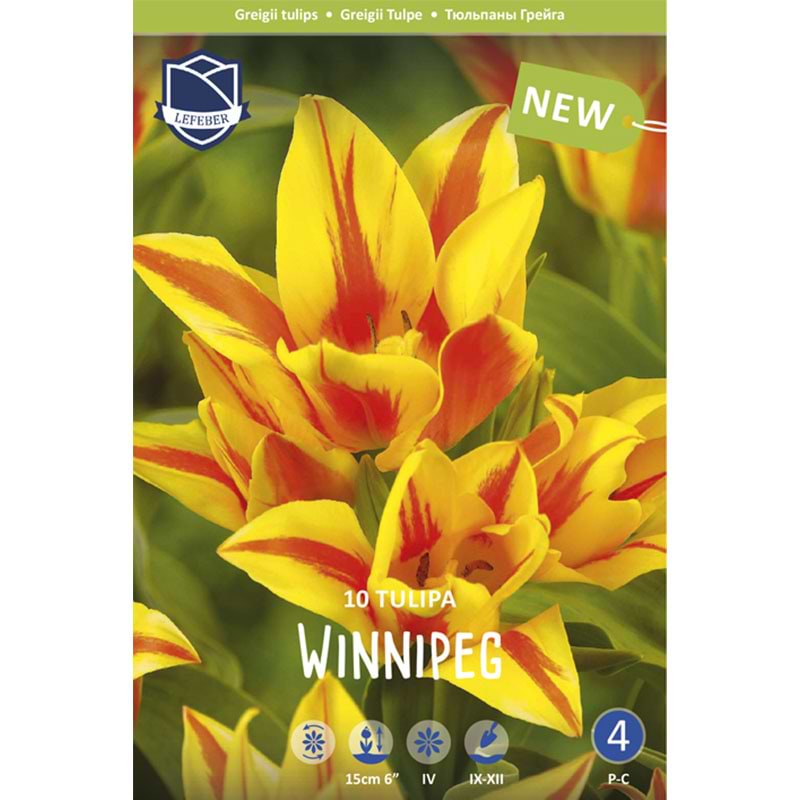 Winnipeg tulipan 