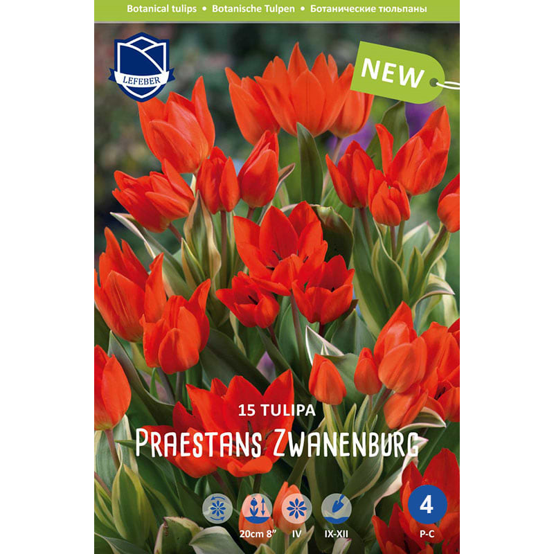 Tulipan Praestans Zwanenburg