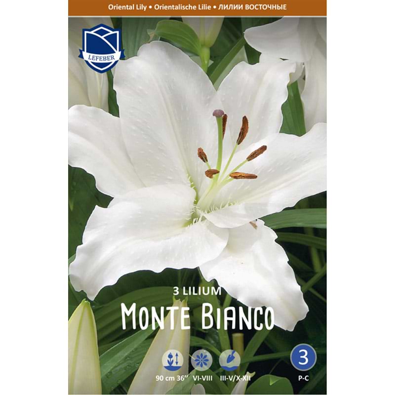 Liljeløg 'Monte Bianco'