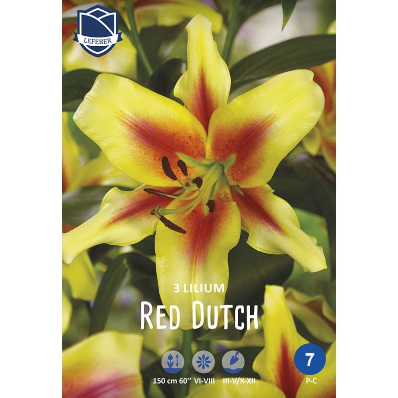 Lilje Red Dutch