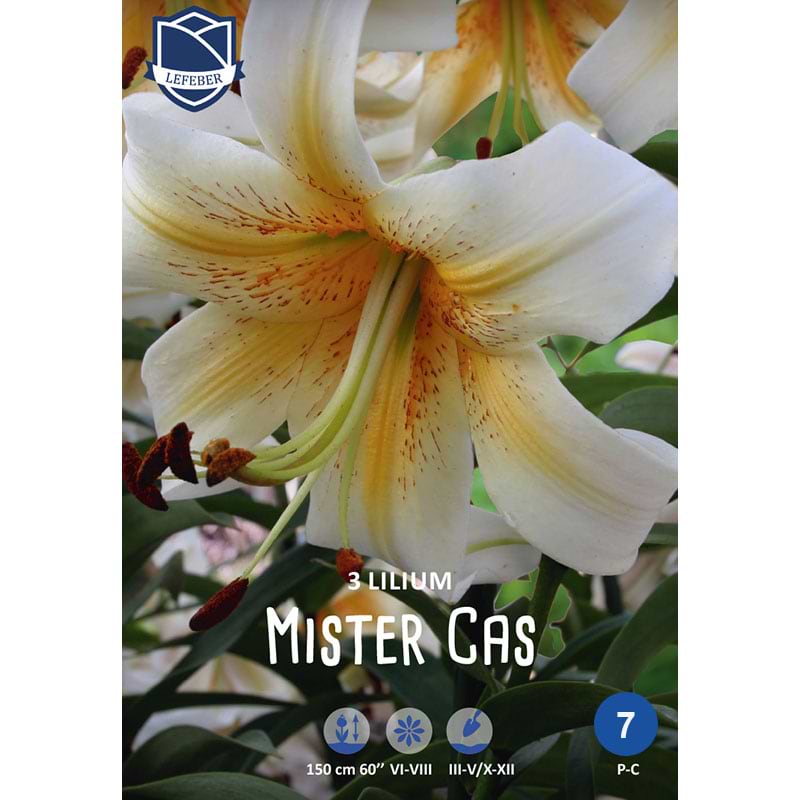 Lilje Mister Cas