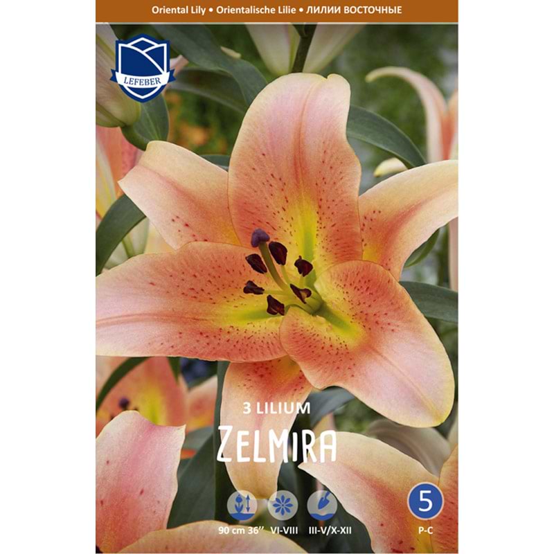Liljeløg 'Zelmira'