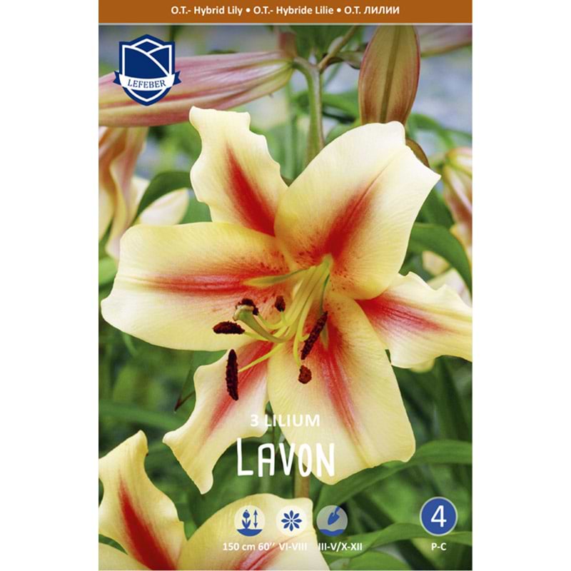 Liljeløg 'Lavon'
