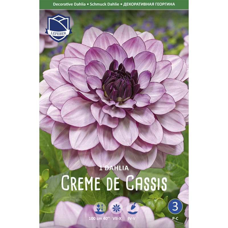 Creme de cassis dahlia