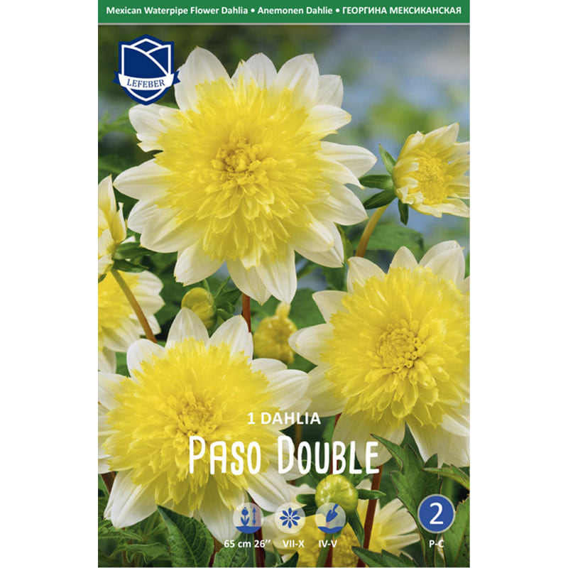 Dahlialøg 'Paso Double'