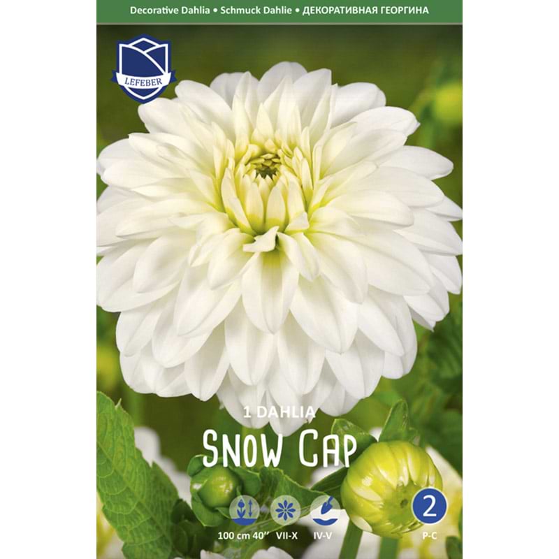 Dahlia 'Snow Cap'